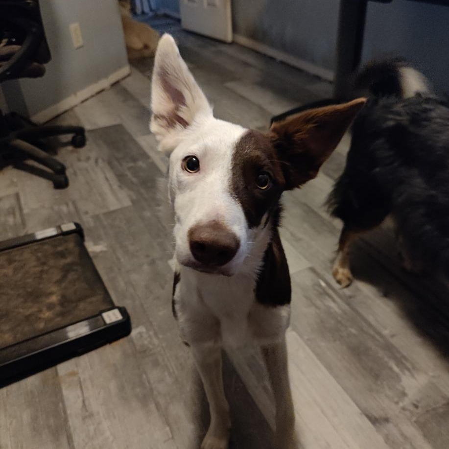 Enlarge Wrangler, a Adoptable Border Collie in Dallas, TX image 3/6