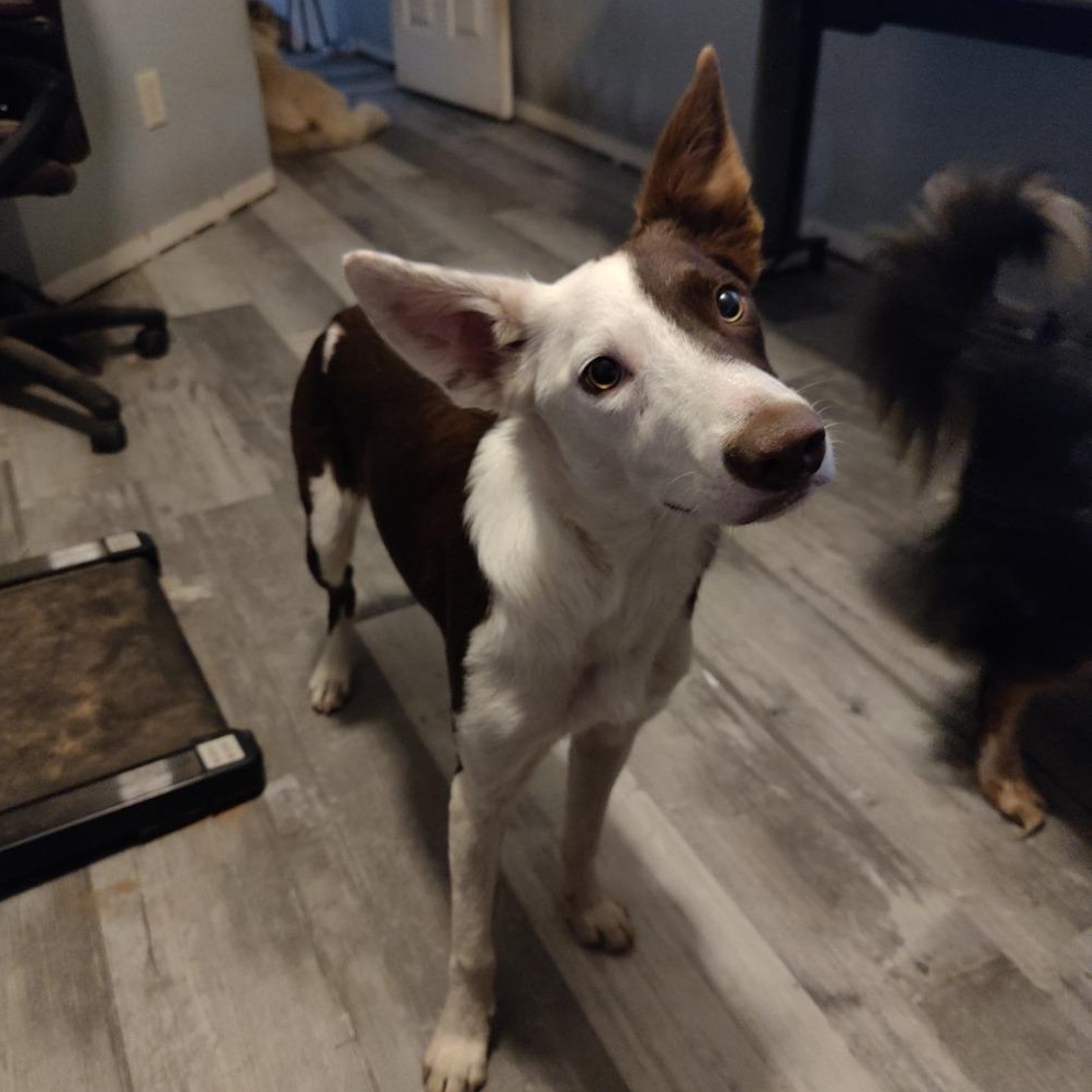 Enlarge Wrangler, a Adoptable Border Collie in Dallas, TX image 2/6