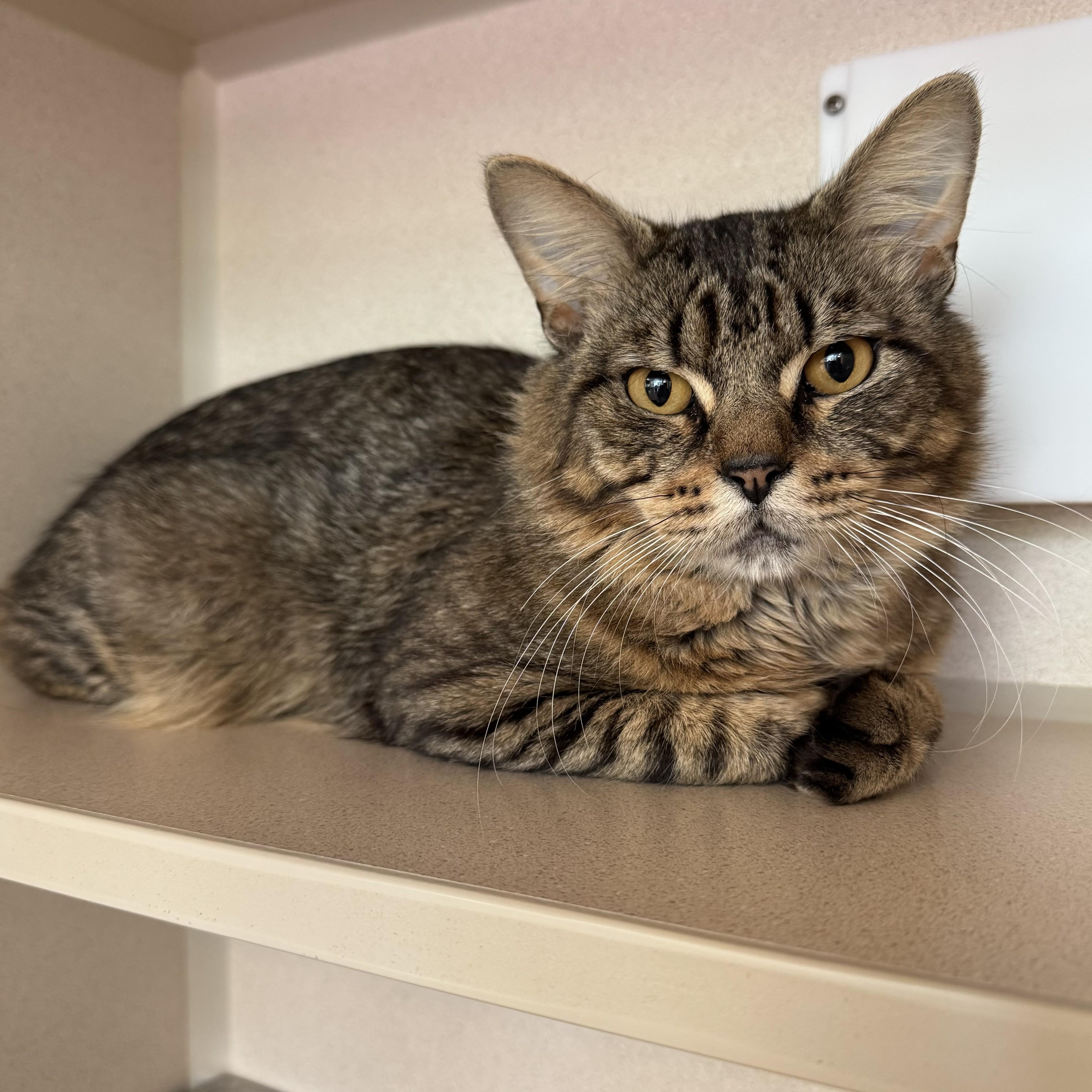 Enlarge Frogger, an adopted Domestic Medium Hair in Eatontown, NJ image 1/6