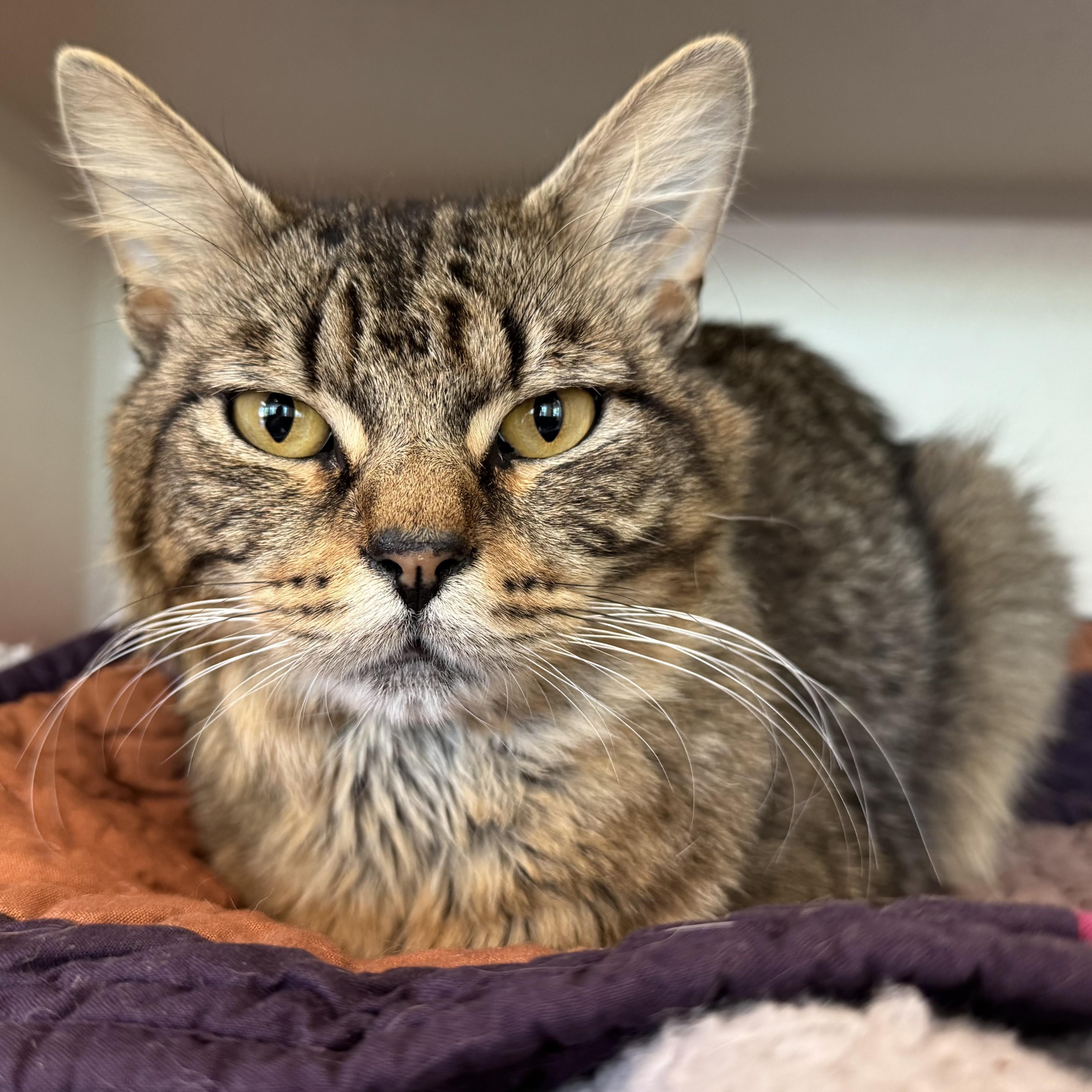 Enlarge Frogger, an adopted Domestic Medium Hair in Eatontown, NJ image 5/6
