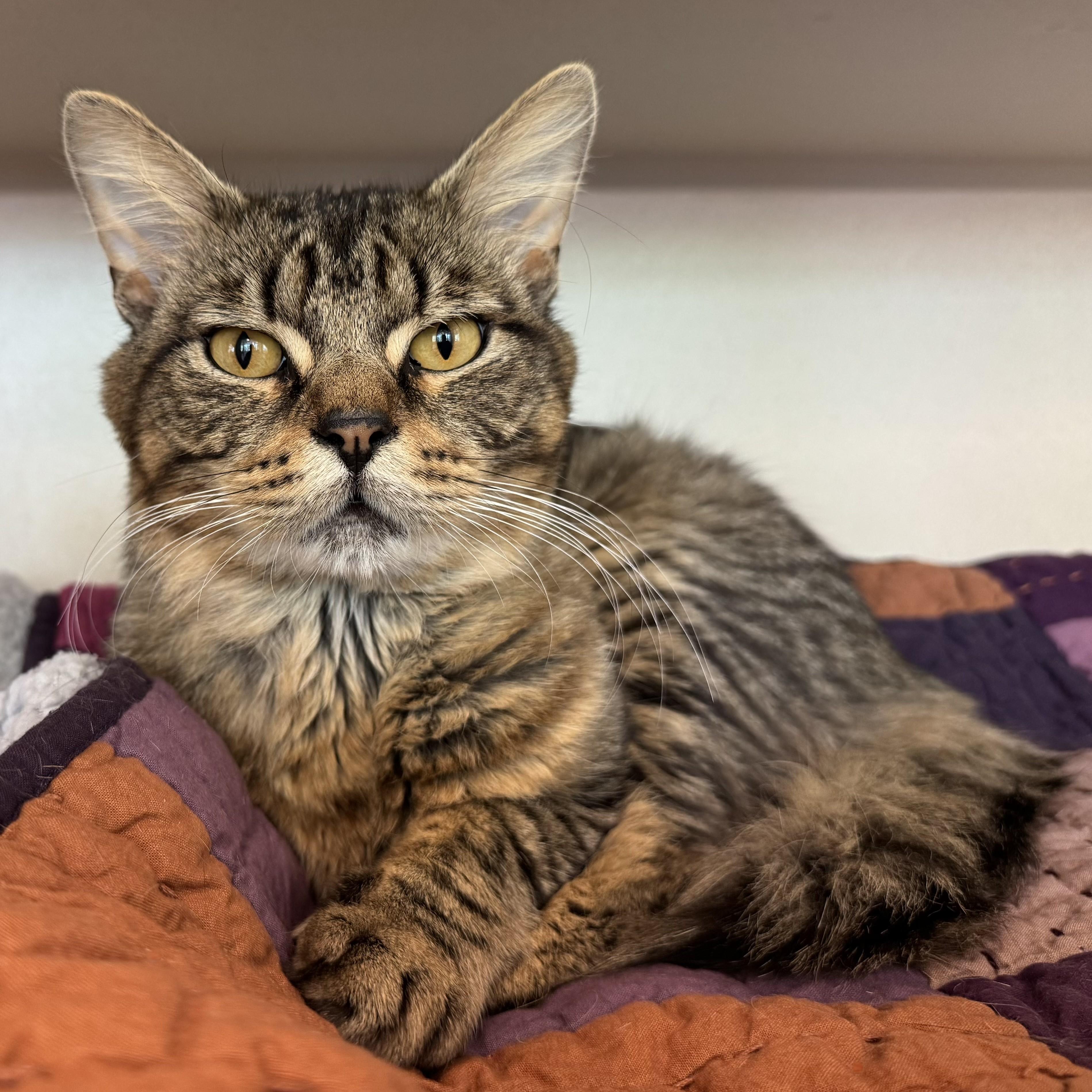 Enlarge Frogger, an adopted Domestic Medium Hair in Eatontown, NJ image 3/6