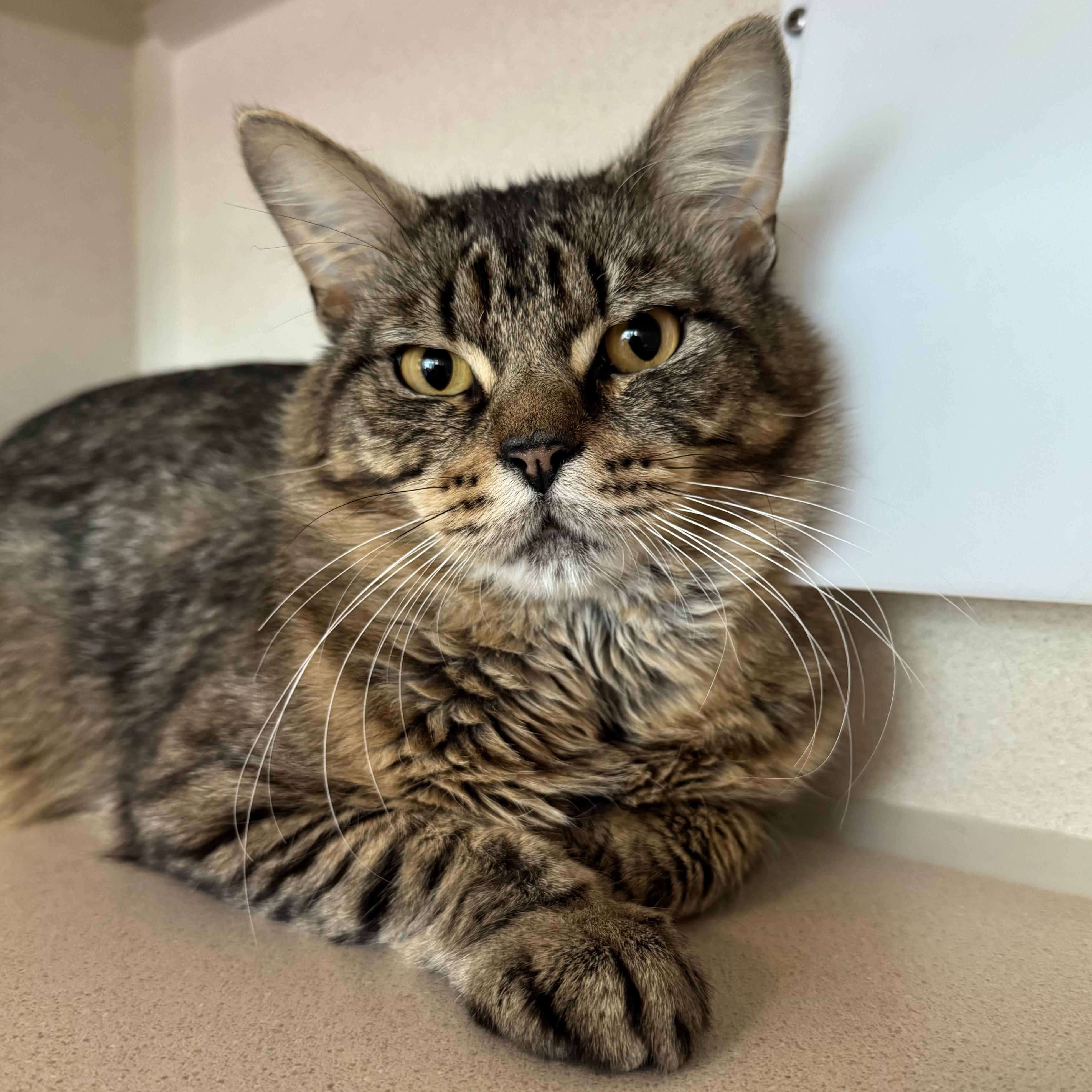Enlarge Frogger, an adopted Domestic Medium Hair in Eatontown, NJ image 6/6