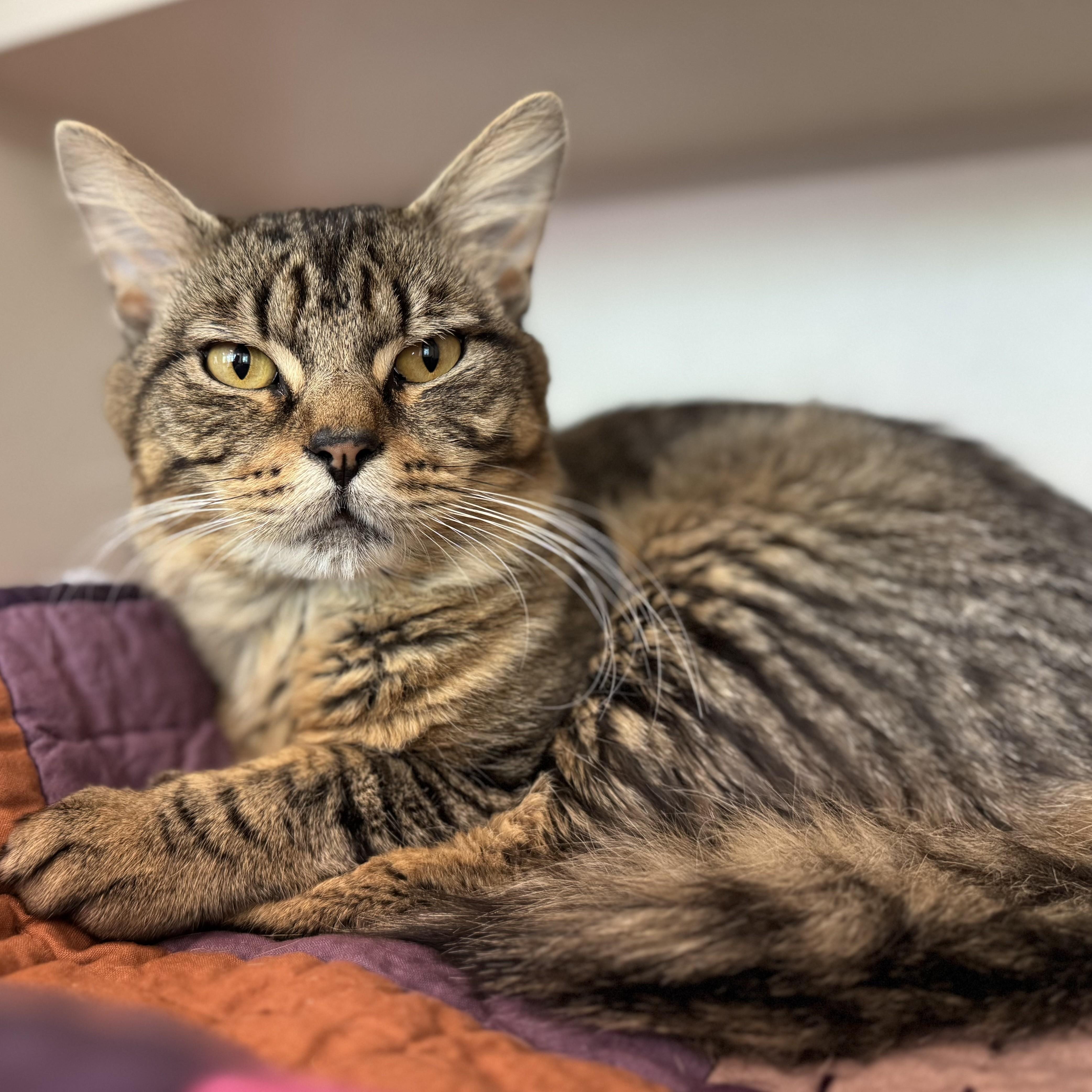 Enlarge Frogger, an adopted Domestic Medium Hair in Eatontown, NJ image 4/6