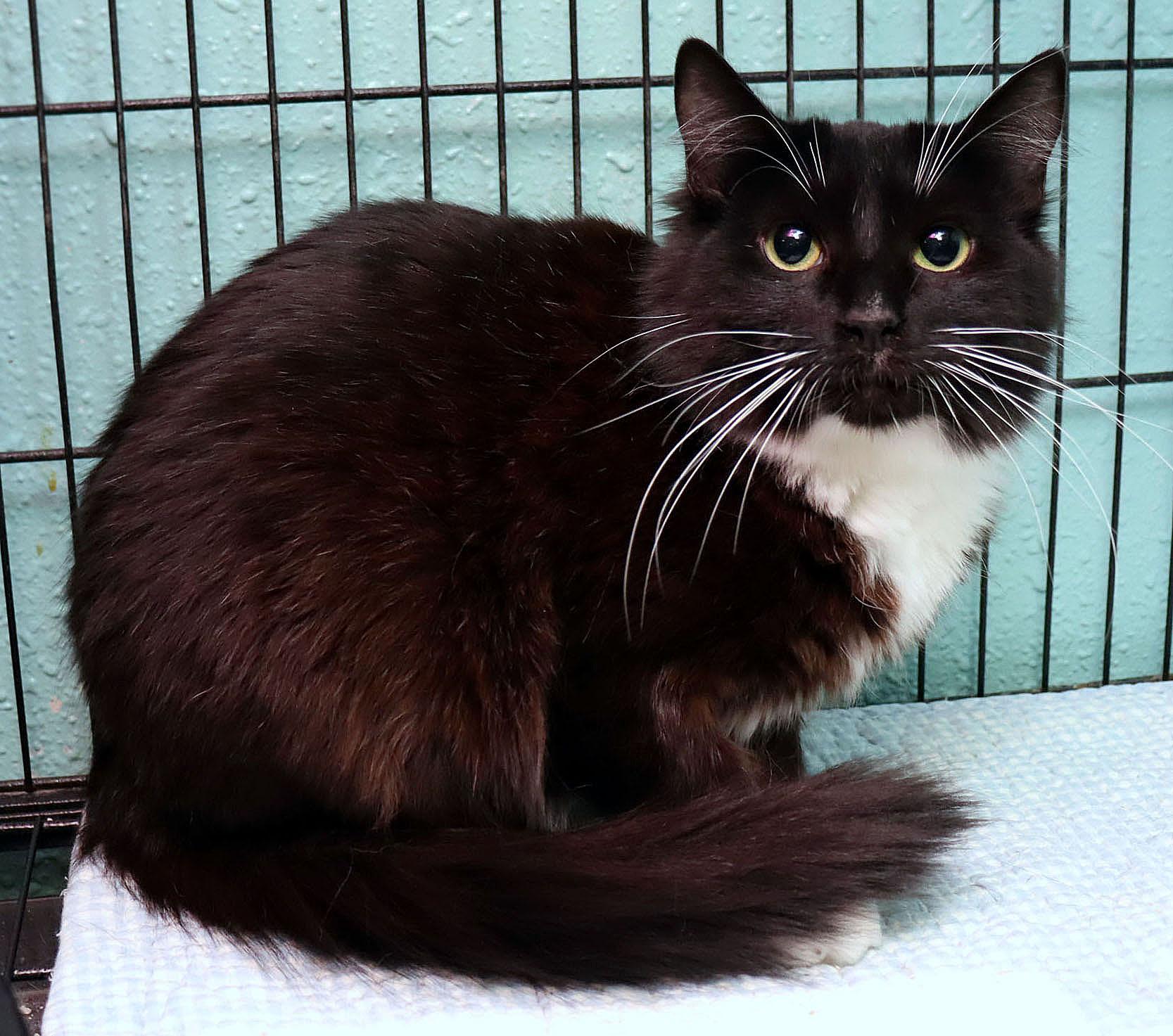 Gretel, Young Female Domestic Medium Hair