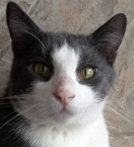Toby, Adoptable, Adult Male Domestic Short Hair.