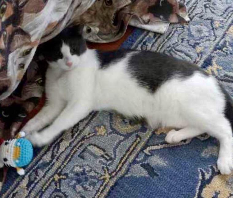 Enlarge Toby, a Adoptable Domestic Short Hair in Andover, CT image 3/4