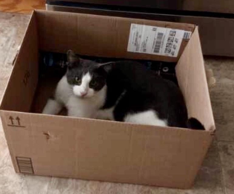 Enlarge Toby, a Adoptable Domestic Short Hair in Andover, CT image 4/4