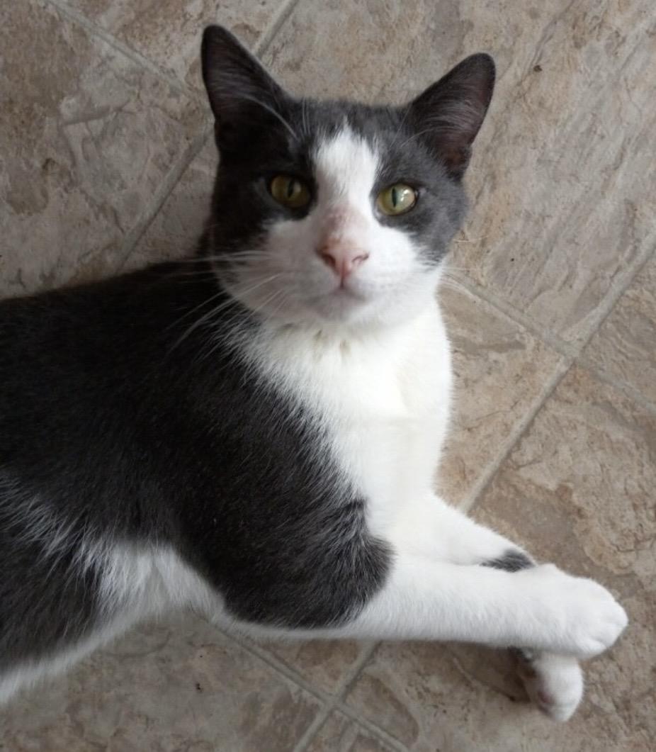 Enlarge Toby, a Adoptable Domestic Short Hair in Andover, CT image 2/4