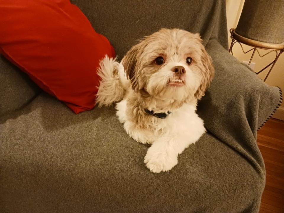 Enlarge Sunny, a ADOPTABLE Shih poo in Brockport, NY image 2/6