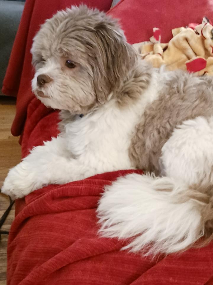 Enlarge Sunny, a ADOPTABLE Shih poo in Brockport, NY image 5/6