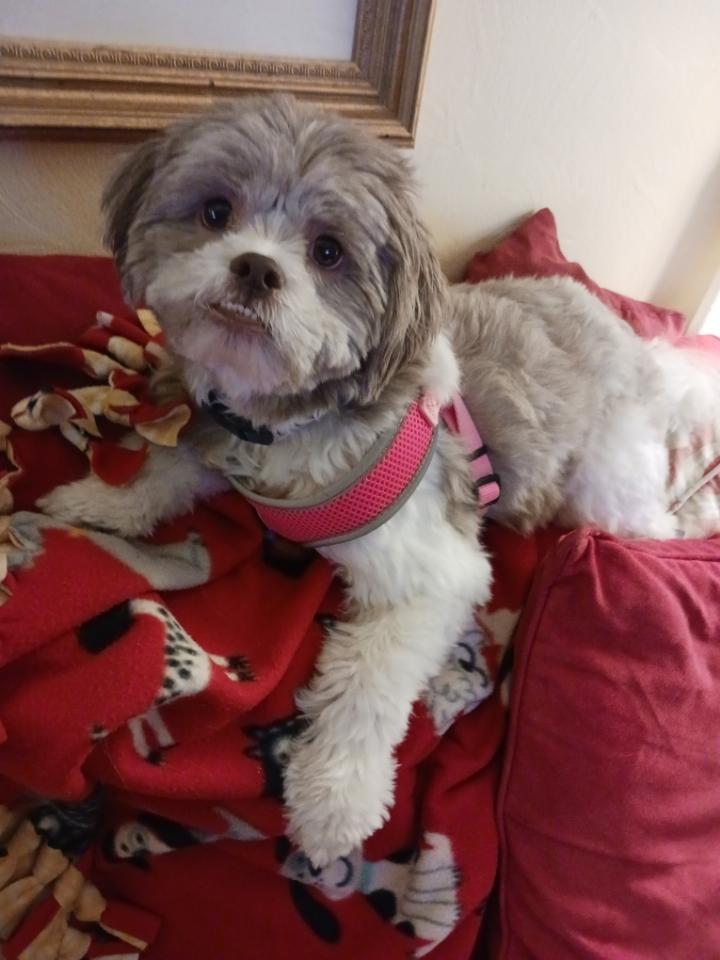 Enlarge Sunny, a ADOPTABLE Shih poo in Brockport, NY image 6/6