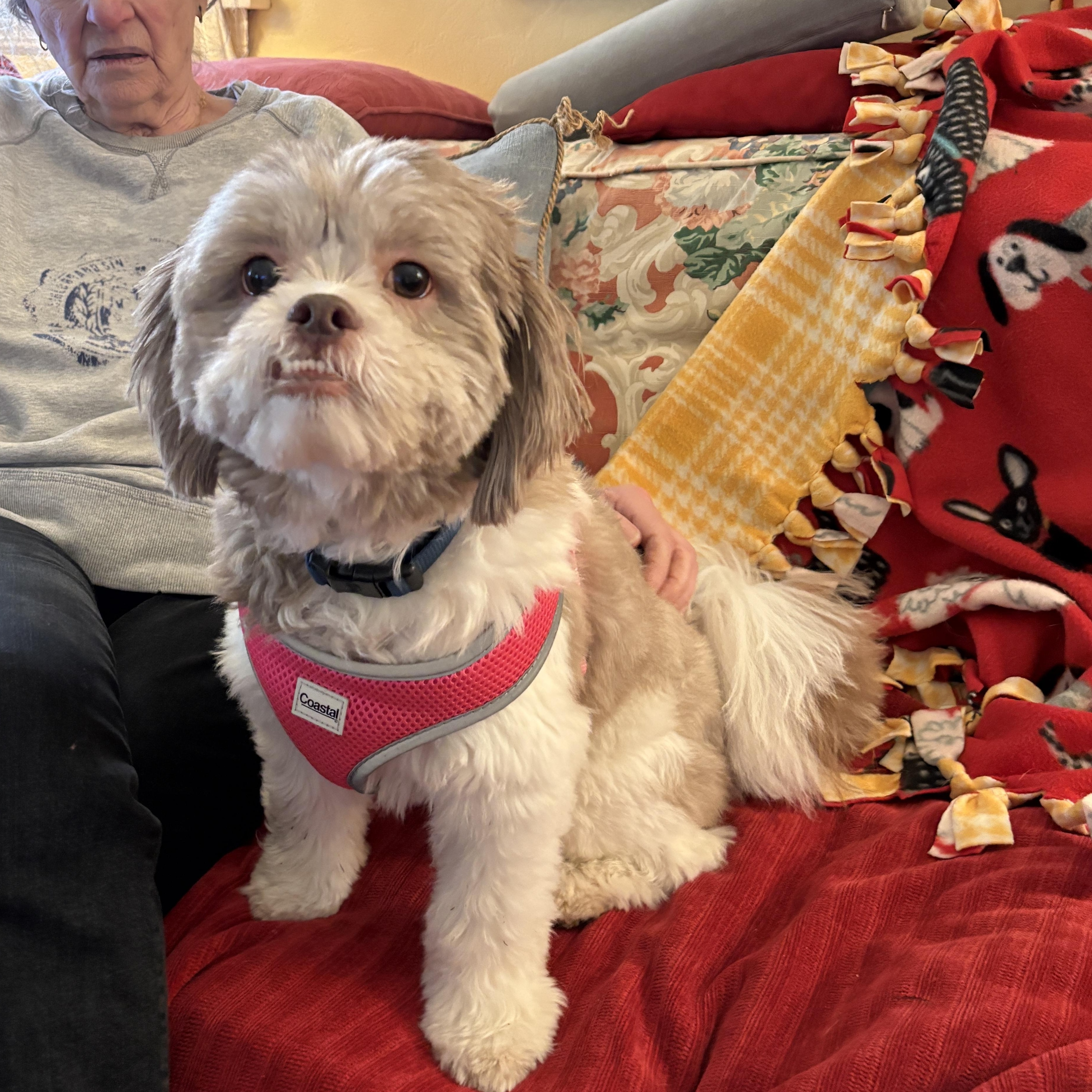 Enlarge Sunny, a ADOPTABLE Shih poo in Brockport, NY image 3/6