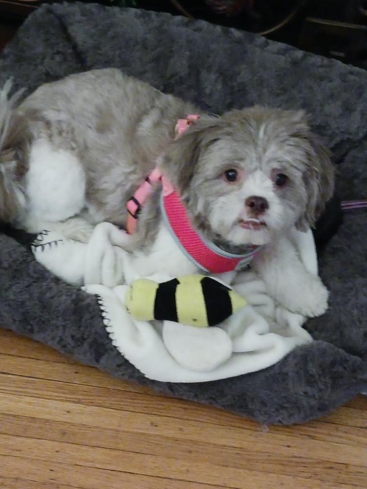 Enlarge Sunny, a ADOPTABLE Shih poo in Brockport, NY image 1/6