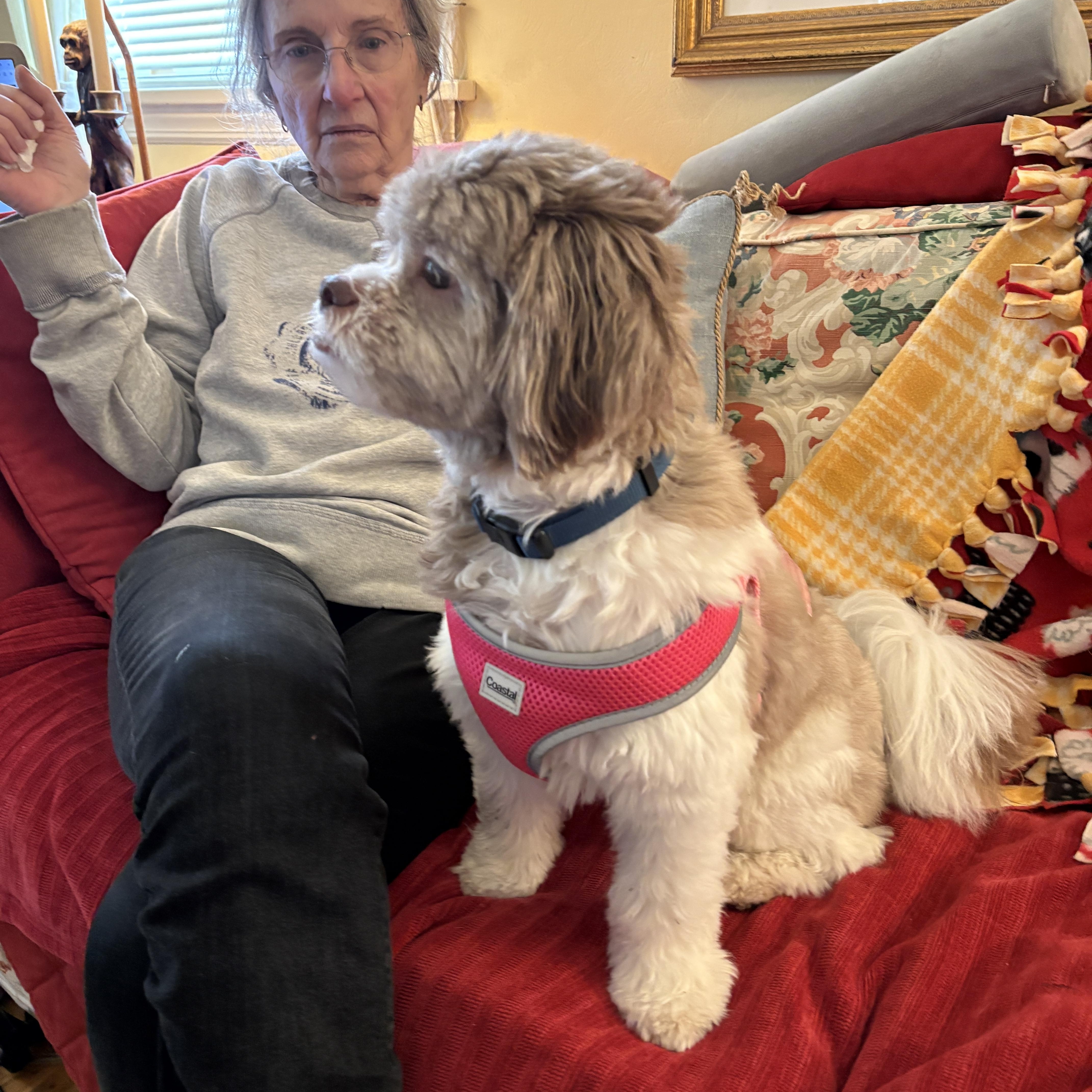 Enlarge Sunny, a ADOPTABLE Shih poo in Brockport, NY image 4/6