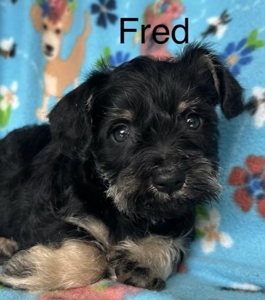 Enlarge Fred, a ADOPTABLE mixed breed in Santa Rosa, CA image 1/1