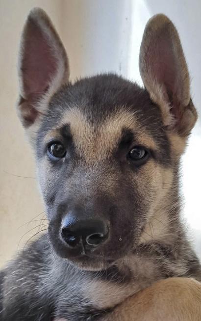 Enlarge Shepsky male, a Adoptable mixed breed in Agua Dulce, CA image 1/1