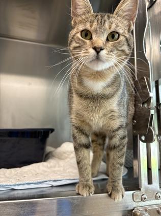 Penne, Adoptable, Adult Female Domestic Short Hair.