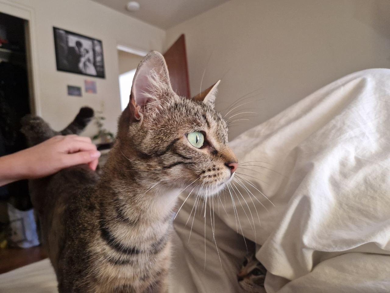 Enlarge Carol, a Adoptable Domestic Short Hair in San Francisco, CA image 3/5