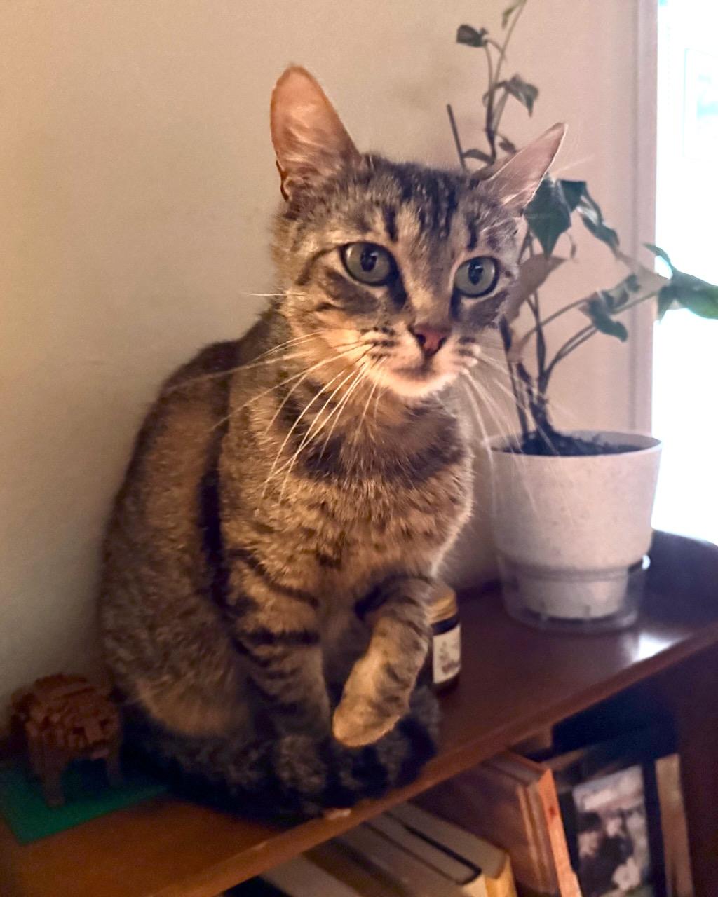 Carol, a Adoptable Domestic Short Hair in San Francisco, CA image 3/3