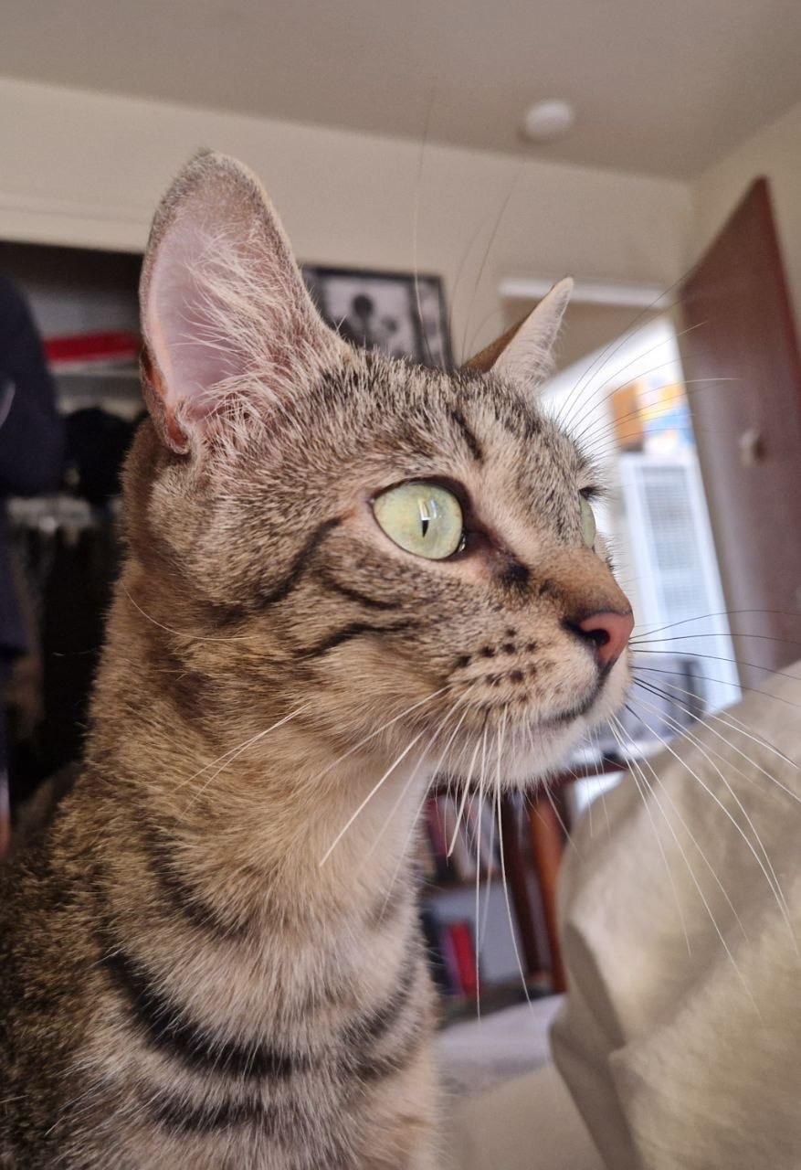 Enlarge Carol, a Adoptable Domestic Short Hair in San Francisco, CA image 5/5