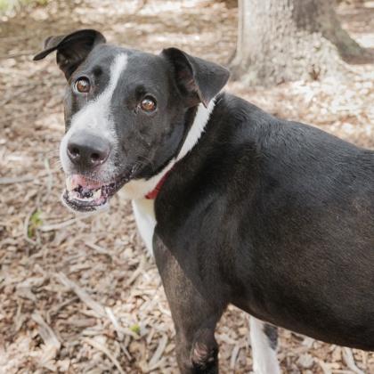Lucy, a Adoptable mixed breed in Largo, FL image 1/3