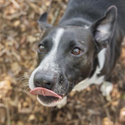 Lucy, Adoptable, Adult Female Mixed Breed & Mixed Breed.