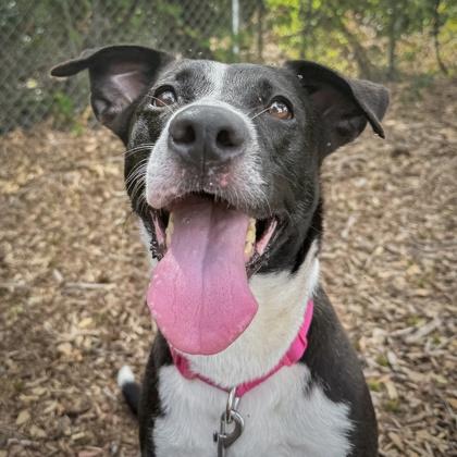 Enlarge Lucy, a Adoptable mixed breed in Largo, FL image 2/3
