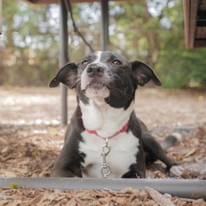 Enlarge Lucy, a Adoptable mixed breed in Largo, FL image 3/3