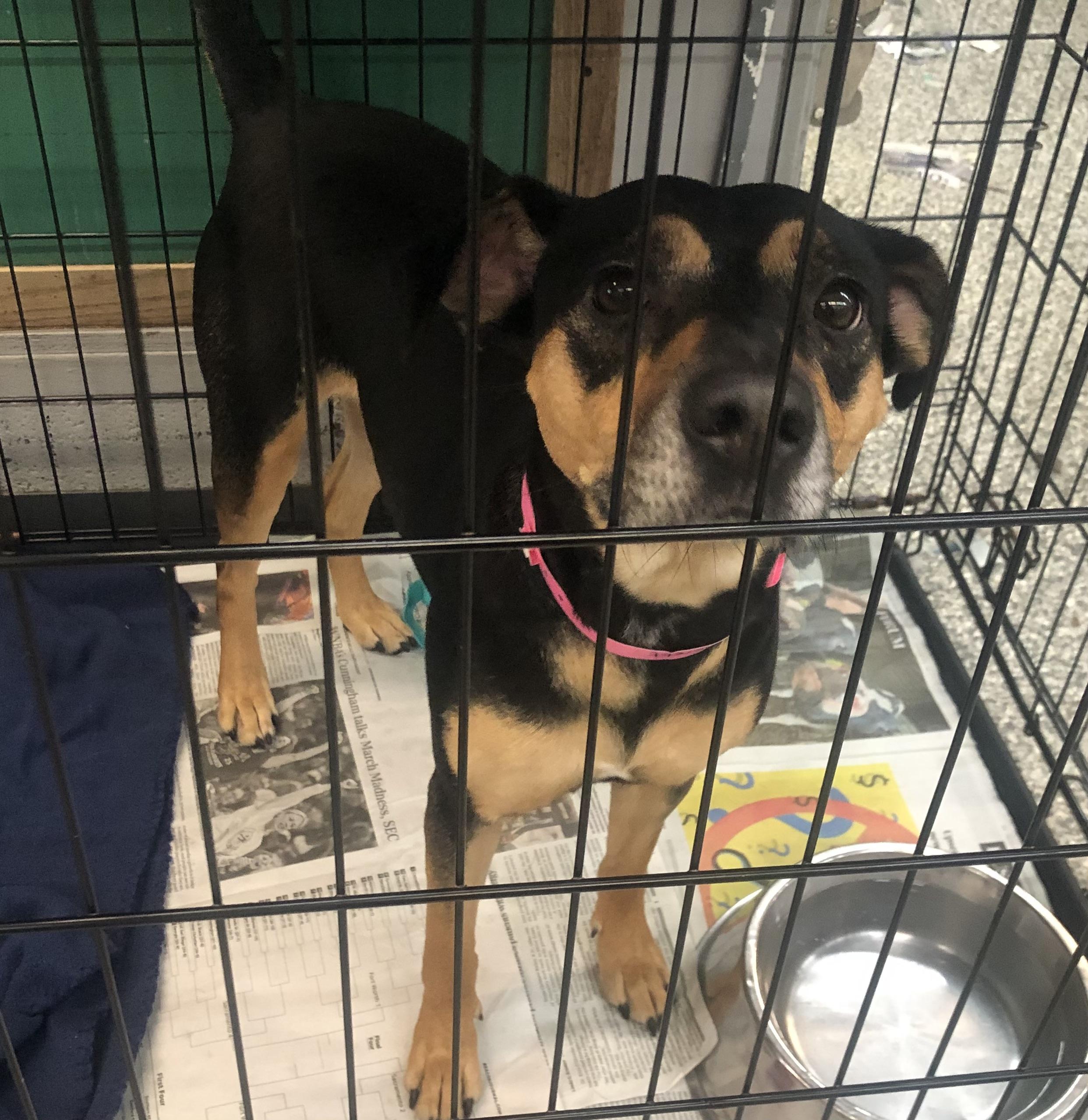 Everett, Adoptable, Young Female Shepherd & Mixed Breed.