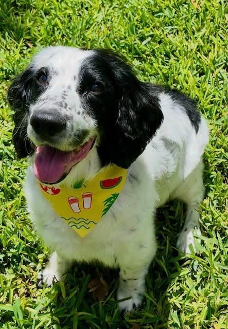 Enlarge Shiloh, a Adoptable Cocker Spaniel in Austin, TX image 1/6
