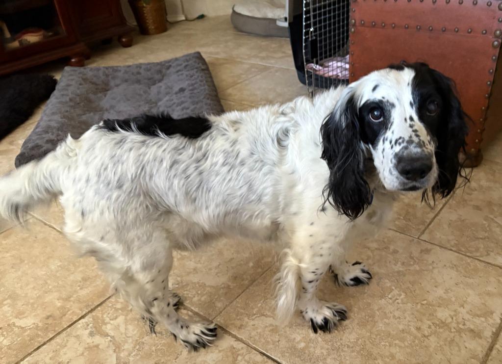 Enlarge Shiloh, a Adoptable Cocker Spaniel in Austin, TX image 2/5