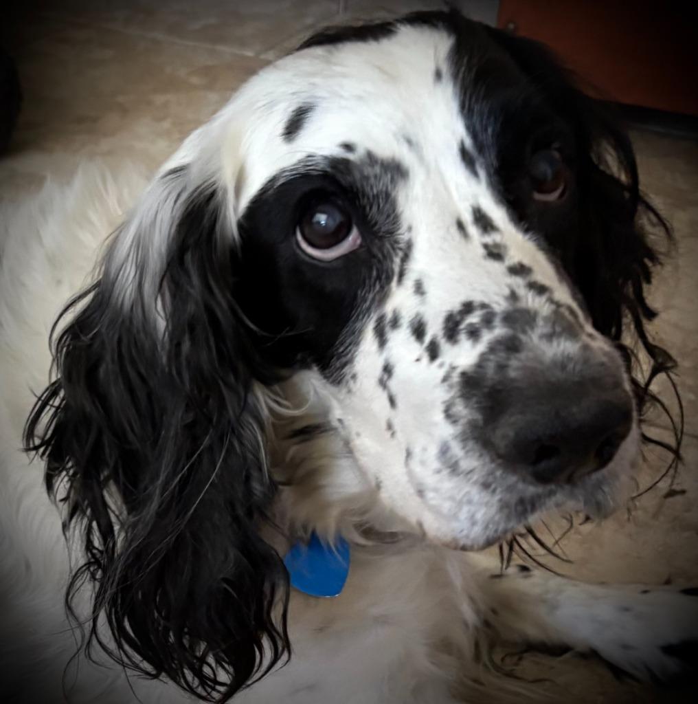 Enlarge Shiloh, a Adoptable Cocker Spaniel in Austin, TX image 3/5
