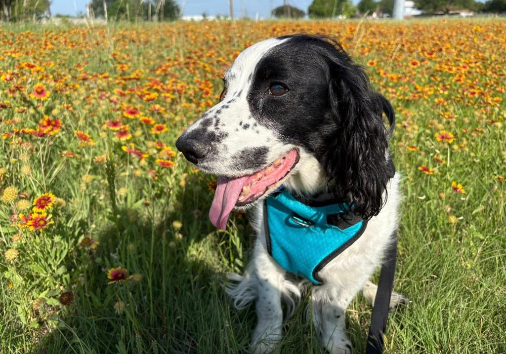 Enlarge Shiloh, a Adoptable Cocker Spaniel in Austin, TX image 4/5