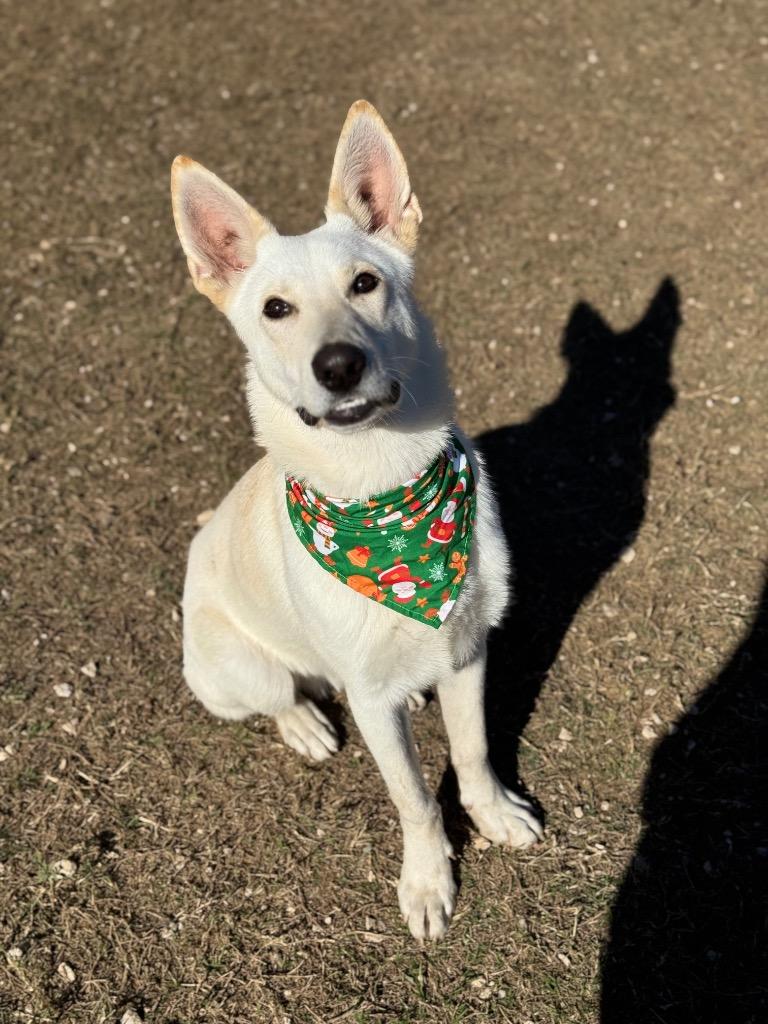 Spencer, a Adoptable mixed breed in Canyon Lake, TX image 3/6