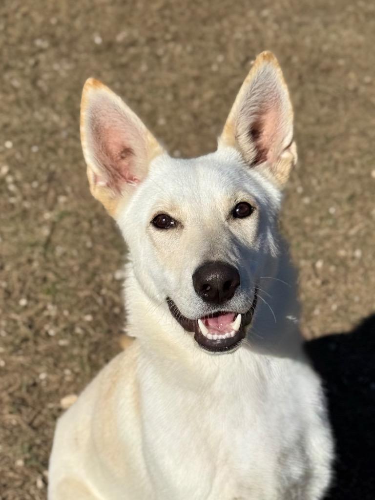 Spencer, a Adoptable mixed breed in Canyon Lake, TX image 6/6