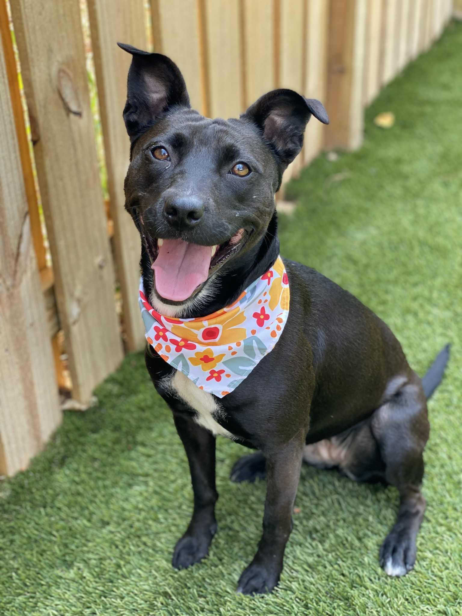 Enlarge JOSIE, a Adoptable mixed breed in Ferndale, WA image 5/6