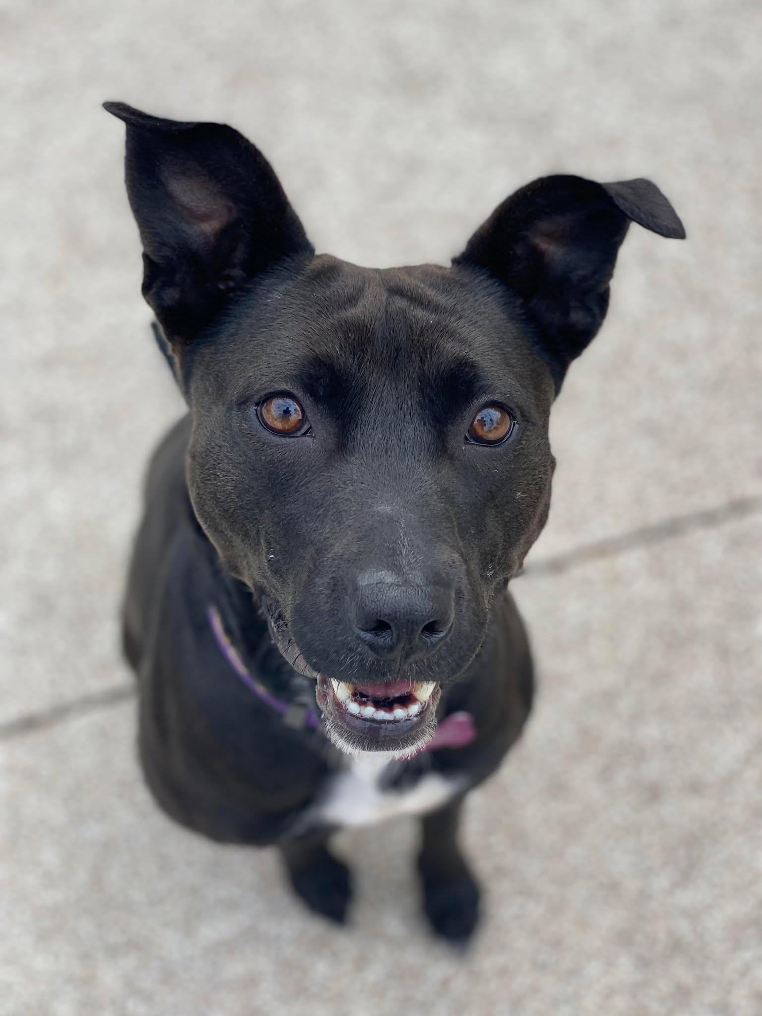 JOSIE, Adoptable, Adult Female Pit Bull Terrier & Mixed Breed.