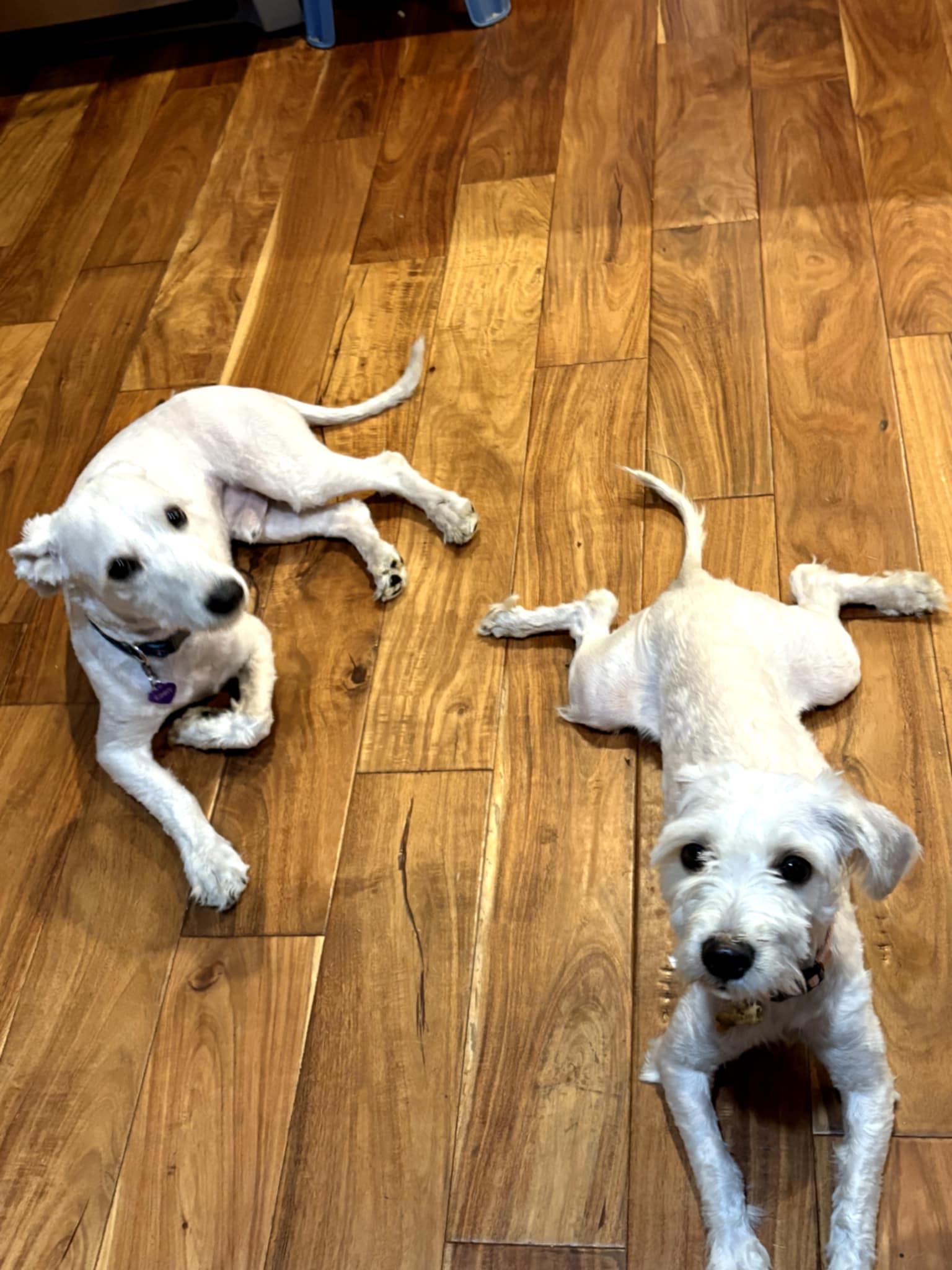 Poppy and Kinny, adopted, Young Female Havanese & Maltipoo.
