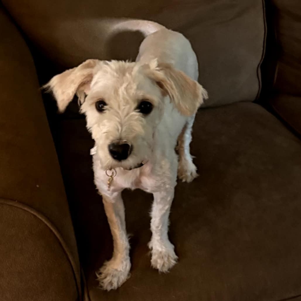 Poppy and Kinny, an adopted mixed breed in Oak Harbor, WA image 2/5