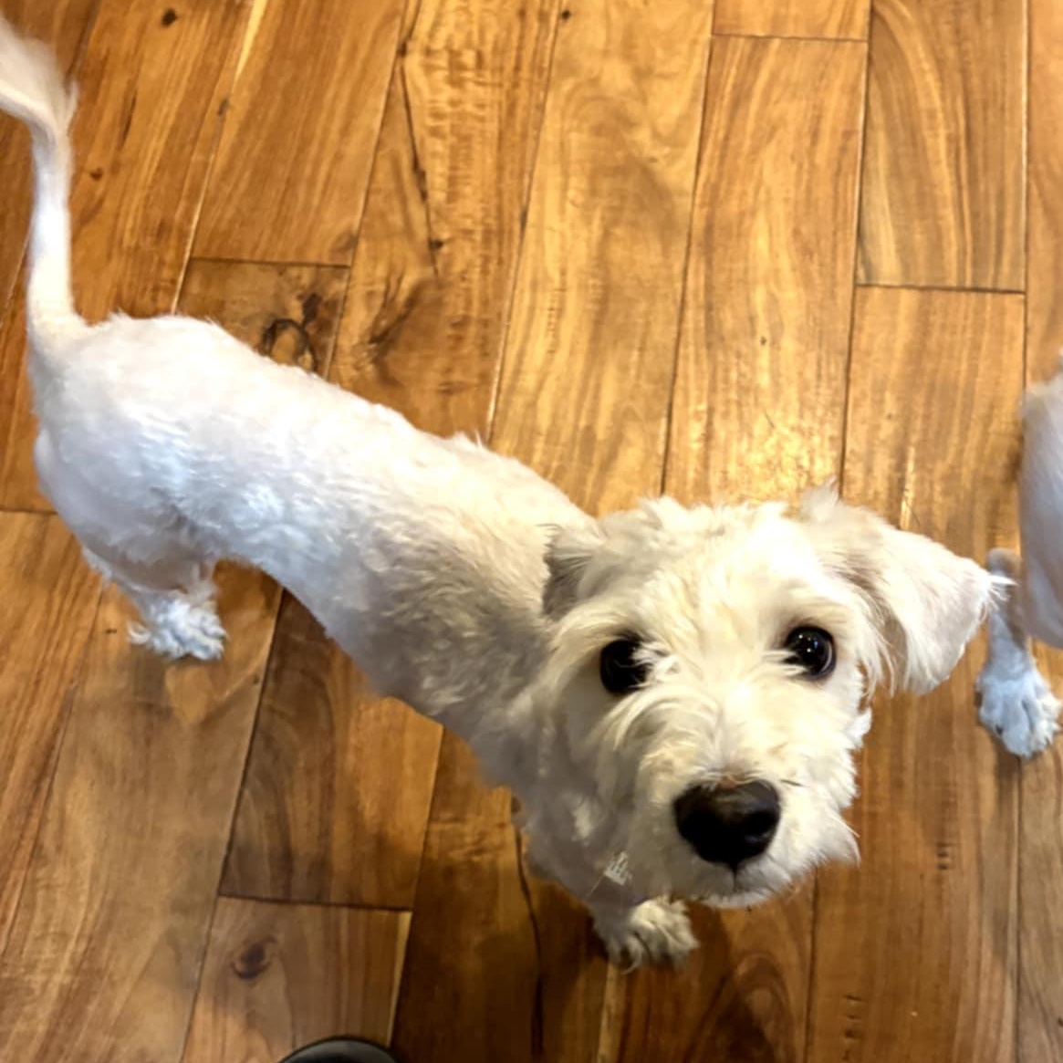 Poppy and Kinny, an adopted mixed breed in Oak Harbor, WA image 3/5