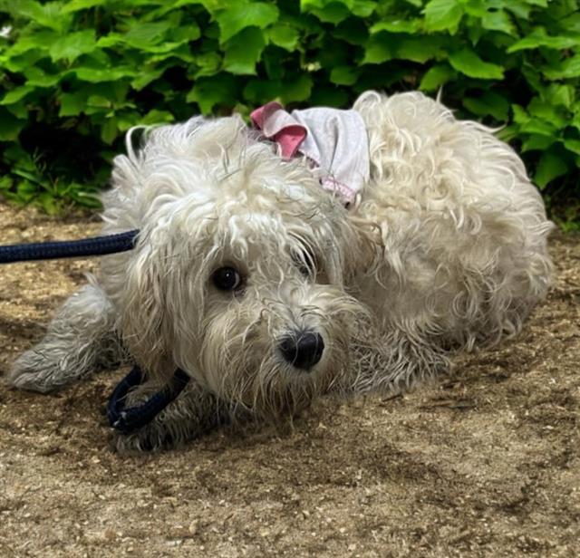 Poppy and Kinny, an adopted mixed breed in Oak Harbor, WA image 5/5