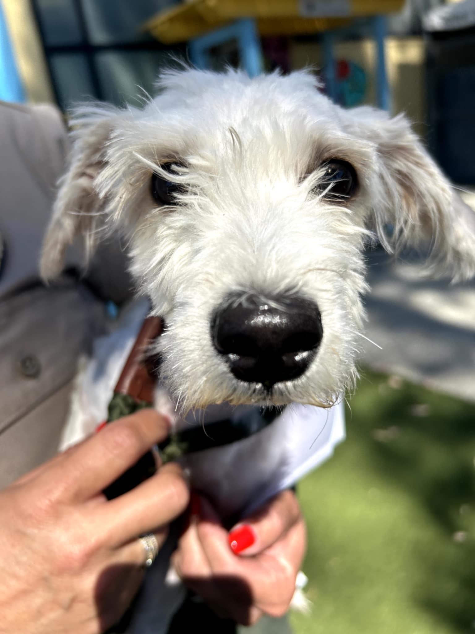 Poppy and Kinny, an adopted mixed breed in Oak Harbor, WA image 4/5