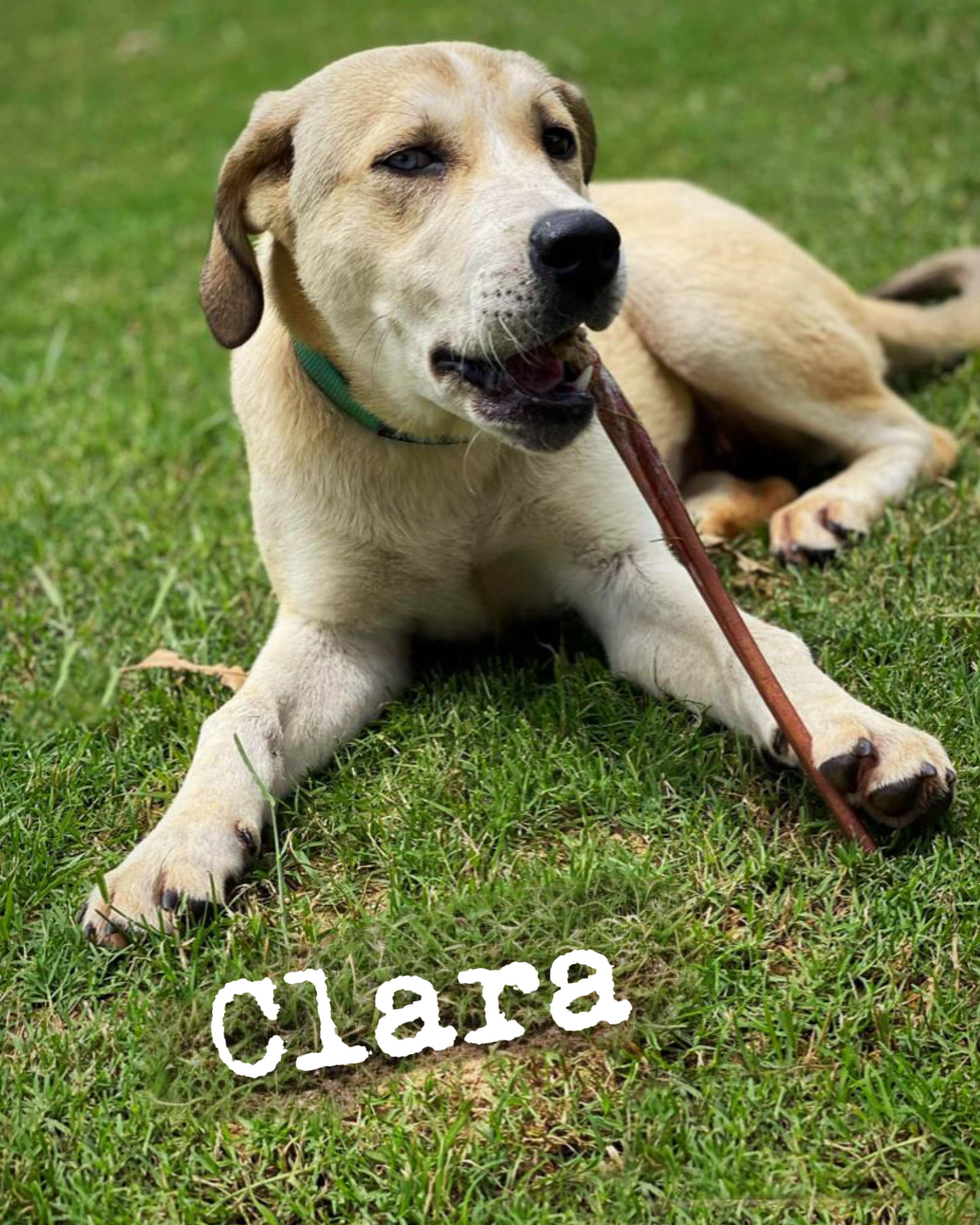Clara 6