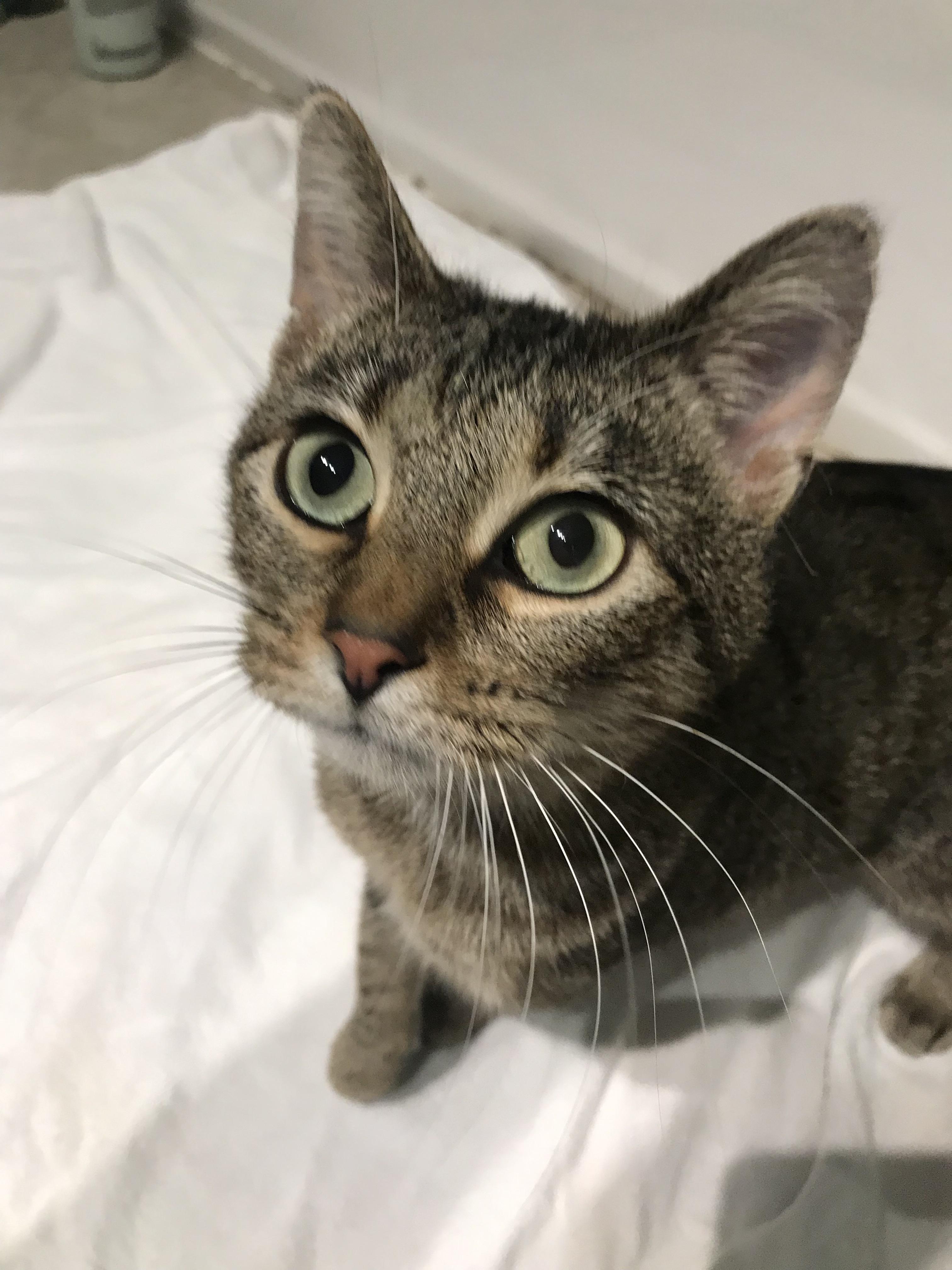 Willow, Adoptable, Young Female Domestic Short Hair.
