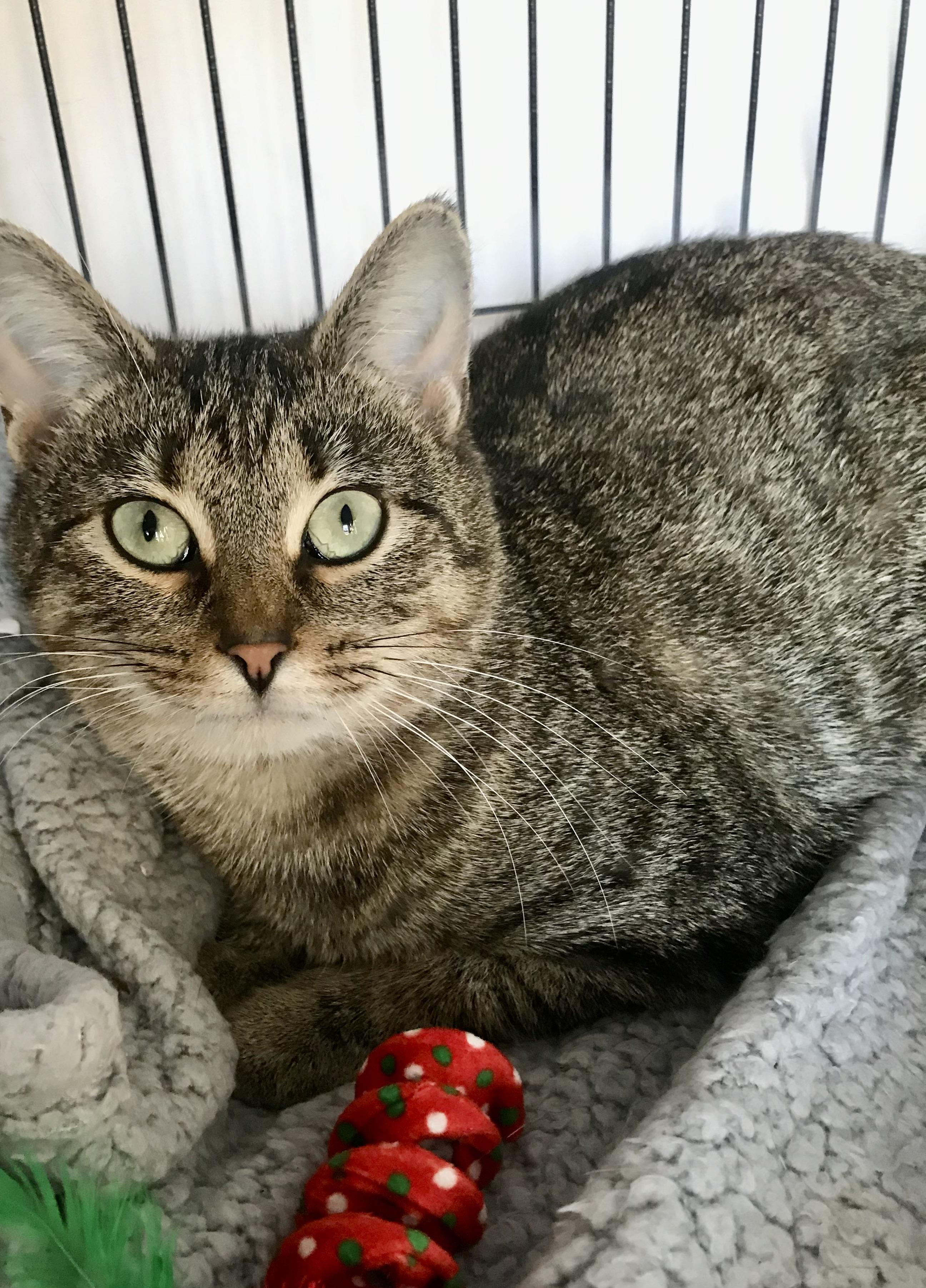 Enlarge Willow, a Adoptable Domestic Short Hair in Cincinnati, OH image 2/4