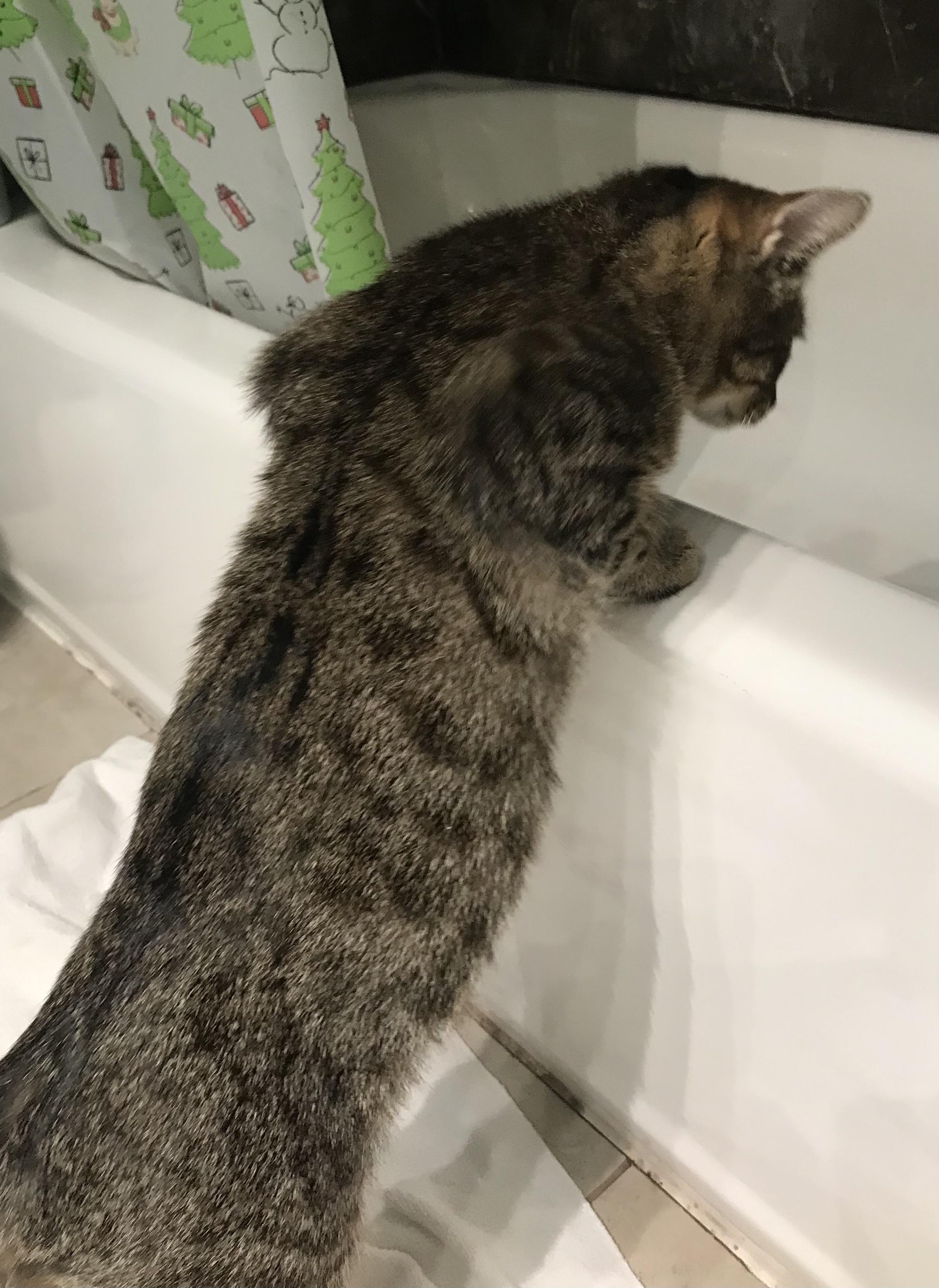 Enlarge Willow, a Adoptable Domestic Short Hair in Cincinnati, OH image 3/4