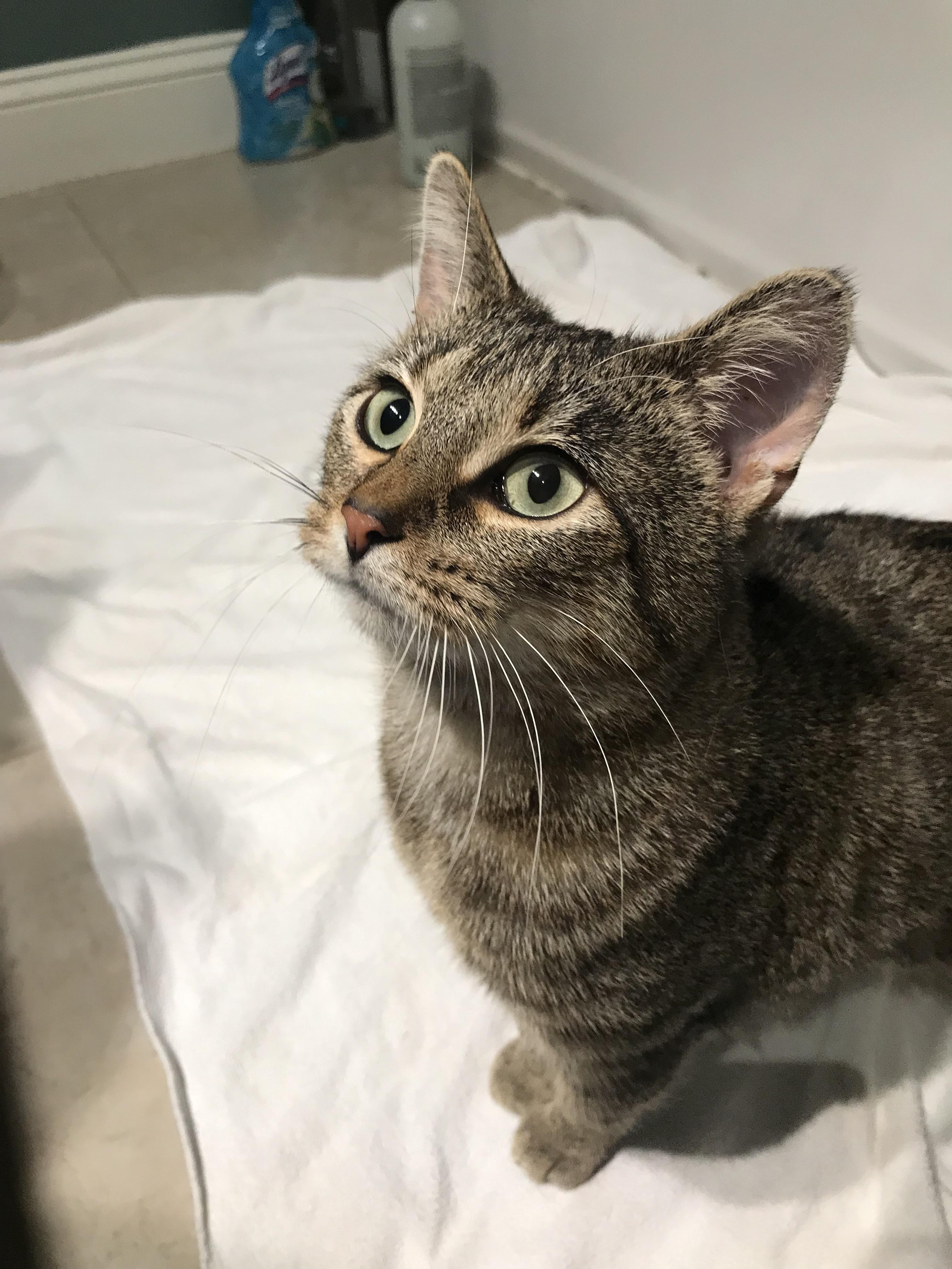 Enlarge Willow, a Adoptable Domestic Short Hair in Cincinnati, OH image 4/4