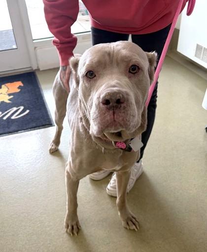 Enlarge Vesta, a Adoptable mixed breed in New Hope, PA image 1/3