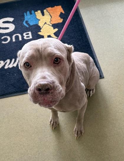 Enlarge Vesta, a Adoptable mixed breed in New Hope, PA image 2/3