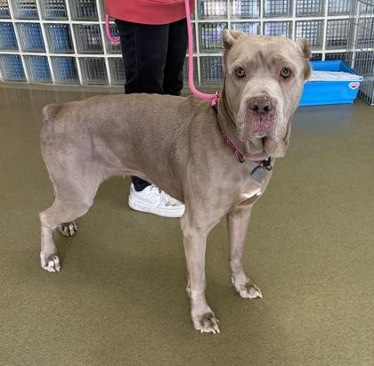 Enlarge Vesta, a Adoptable mixed breed in New Hope, PA image 3/3